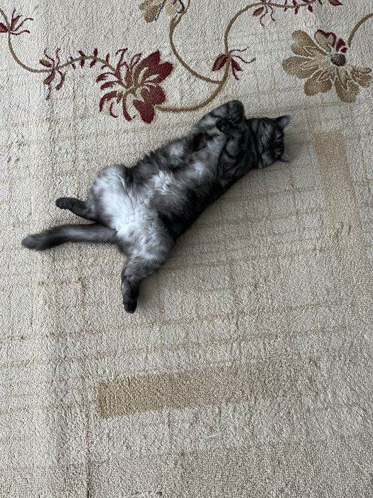 Отдадим в хорошие руки