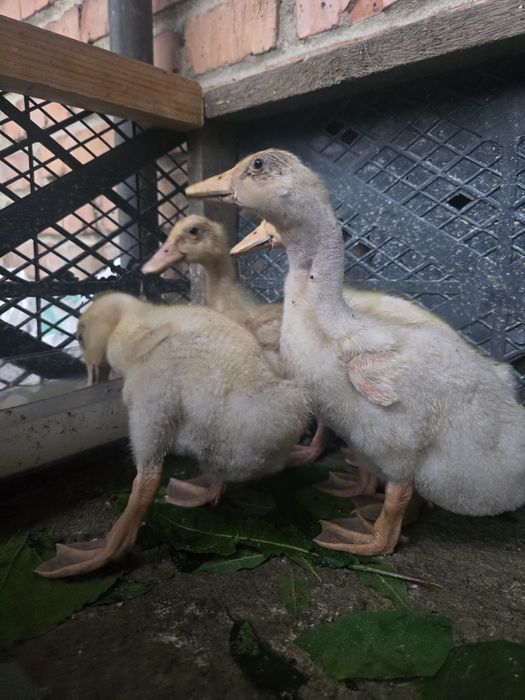 Утки почти месяц  продам по 2500