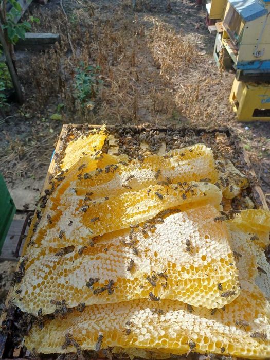 Miere poliflora bio 100% naturala