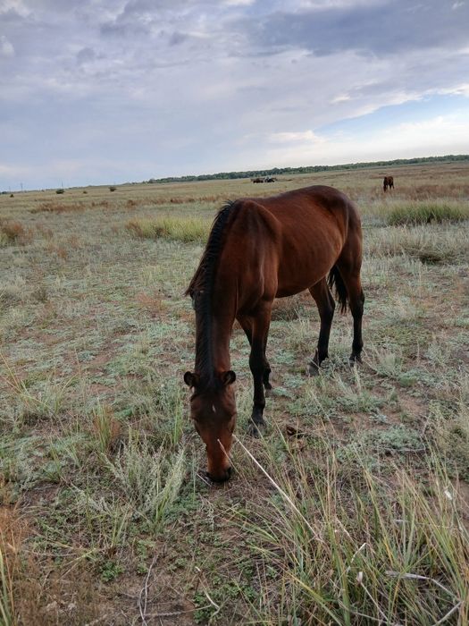 Дөнен айғыр сатылады жеребецы