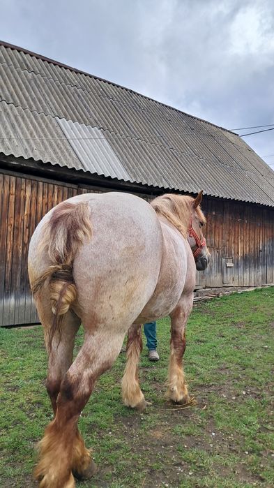 Iapă de vânzare de 5 ani