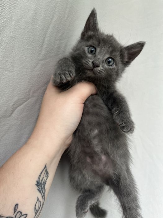 Отдам котят в добрые руки