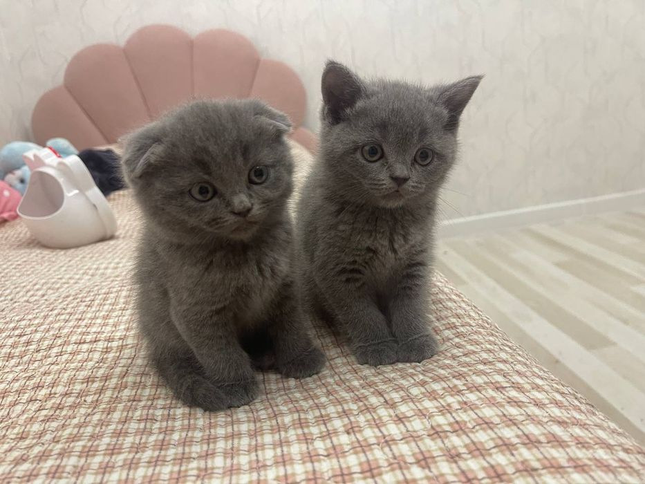 Котята британцы,мальчик и девочка и мама кошка