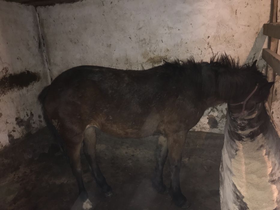 двухлетка откорм сатылады