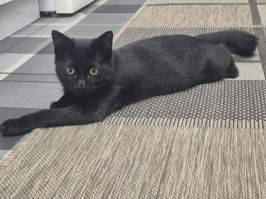 Отдаем кота, в добрые руки