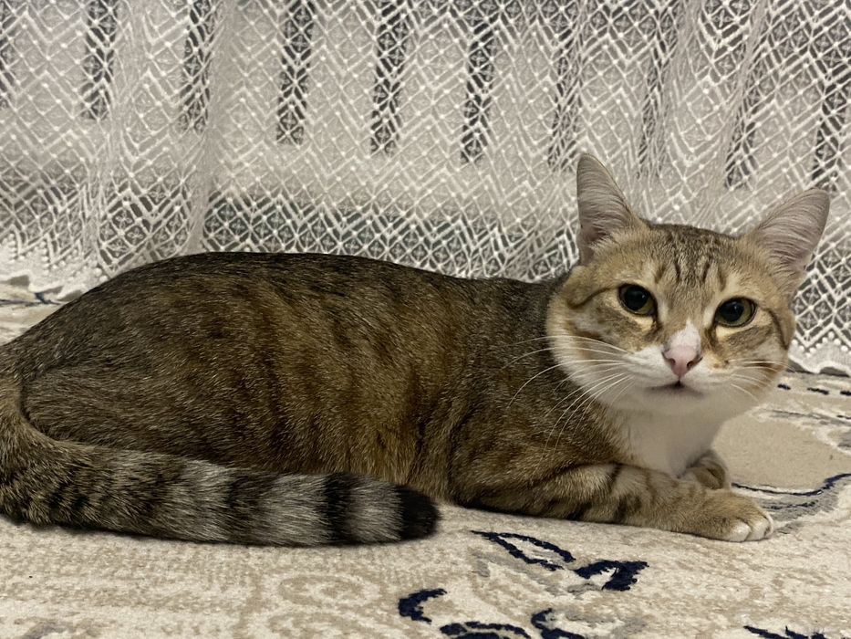 Дарим кота в хорошие руки.