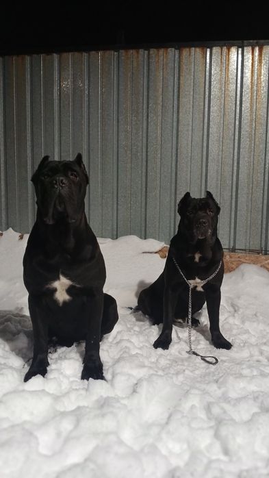 Кобели кане корсо на вязку.