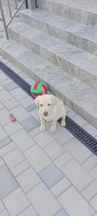 Продам щенка лабрадора