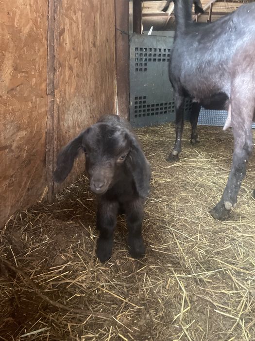 Capra cu ieduta anglo nubian