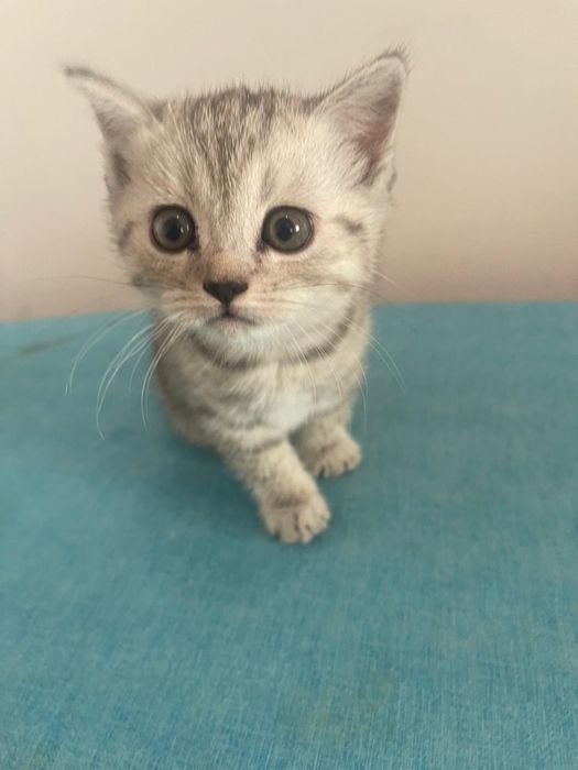 Шотландский вислоухий кот