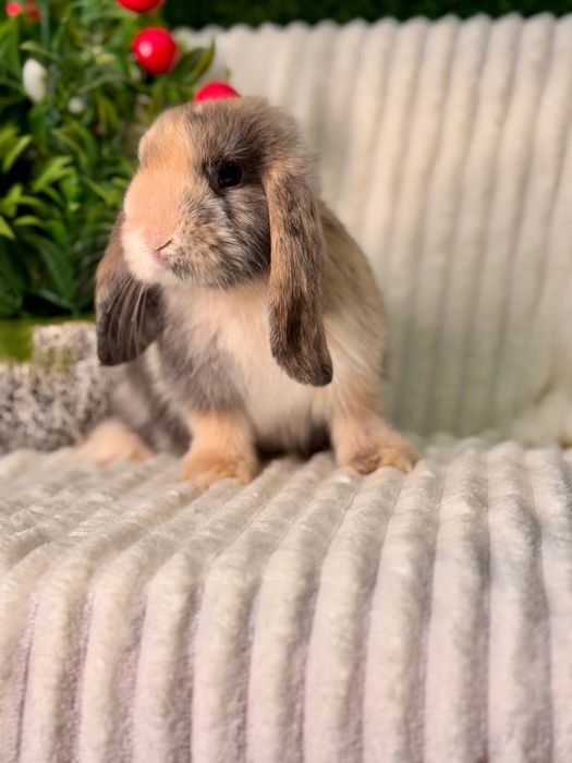 QUYON BOLASI. Dekorativ Karlik Baran quyonlar. Qafaslariyam bor