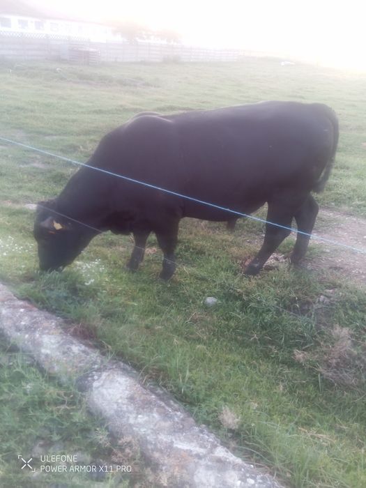 Vând taur angus pentru montă