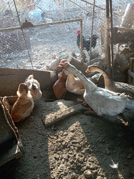 Яйцо гусиное инкубационное