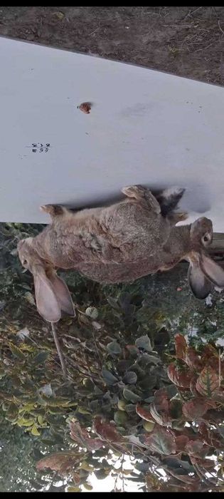 Продаются крольчата породы фландр (великаны).  уши 22 см