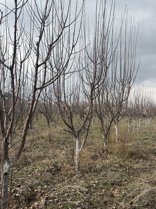 Саженцы,алмалар,яблока