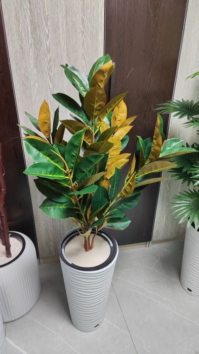 Суней дарахтлар оптом