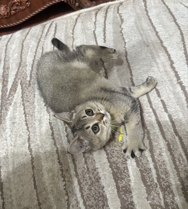 Красивый котёнок ищет добрый дом