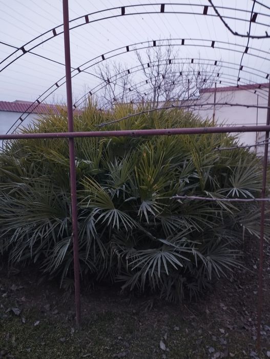 Gullar sotiladi. kelishilgan narxda 450 tup.