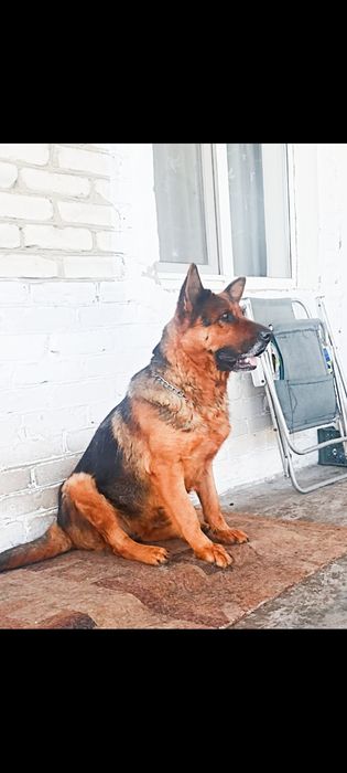 Немецкие овчарки