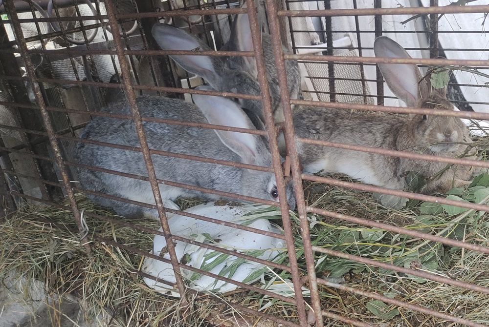 Продам кроликов крупных