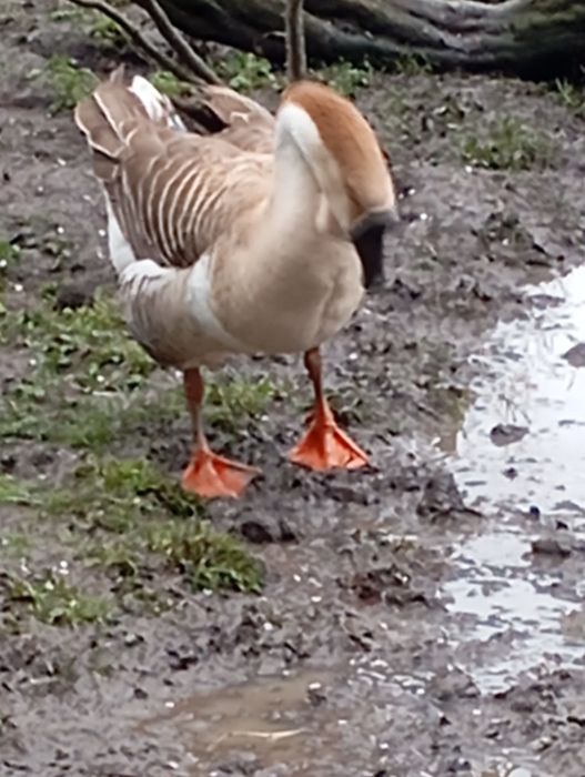 Ouă de gâște chinezești și africane ouă de rață Pekin și Leșească .