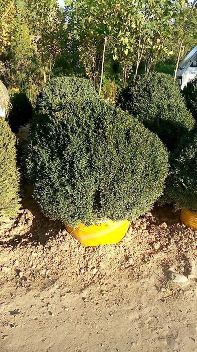 archa va gul palma yana koplab boshqa turdagi kochatlarimiz  keldi