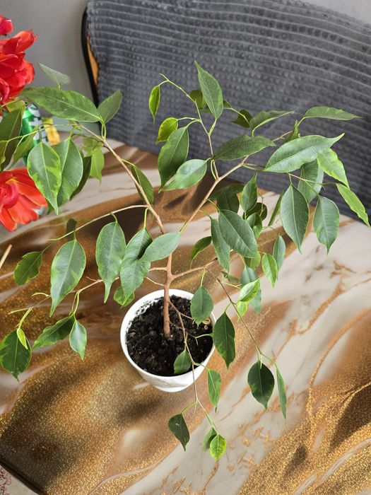 Комнатные растения цветы