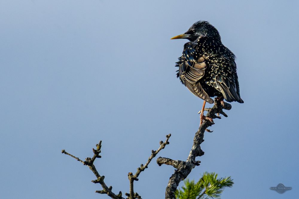 Tamron 150-600mm F5-6.3 VC G2 Canon EF