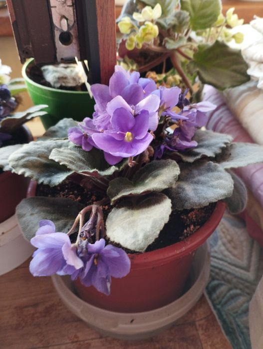 Фиалки бархатные