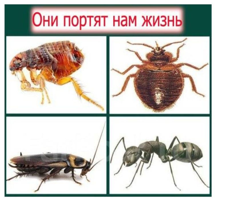 Дизенфекция от любых видов насекомых