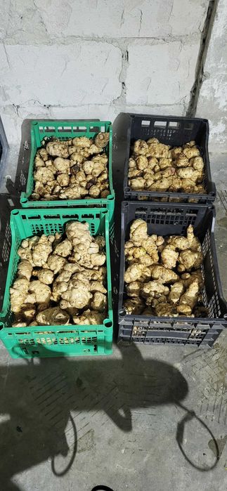 Topinambur bio productie proprie