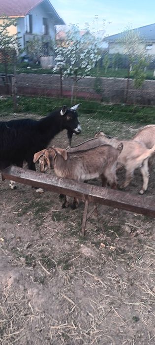 Vând iede cu vîrsta de 2 luni