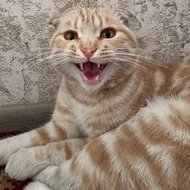 Scottish fold mushuk