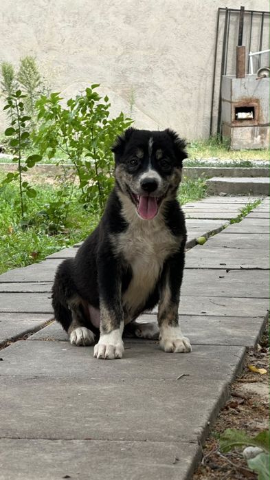 Алабай щенок супер тяж 2 месяц