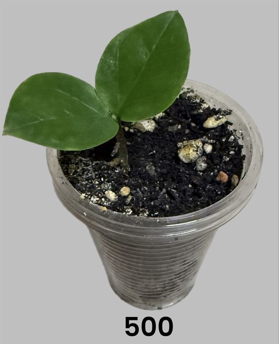 Замиокулькас или долларовое дерево