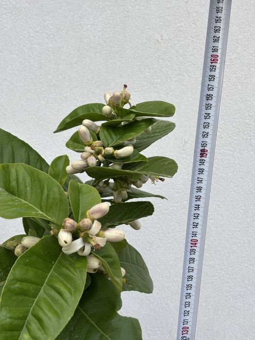 Продавам лимоново дръвче