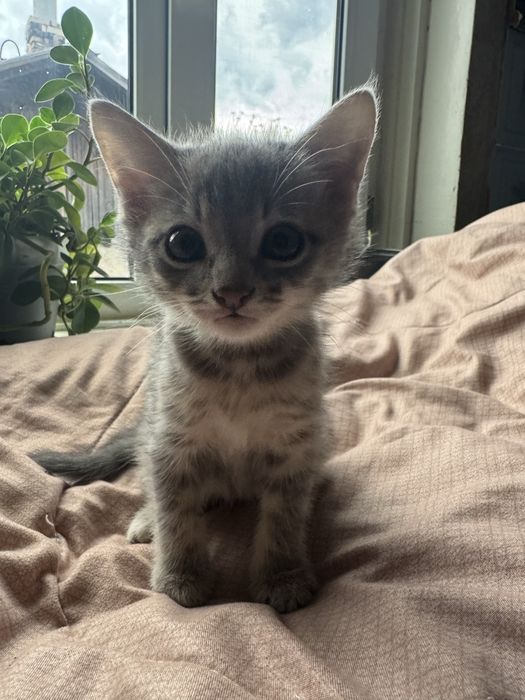 Котята 1000 тенге