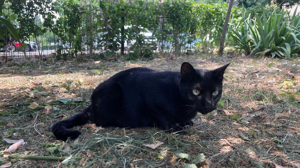 Cici, pisicuta sterilizata pentru adoptie