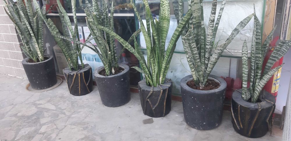 Цветы в горшках в магазин салон и т.д г Бухара