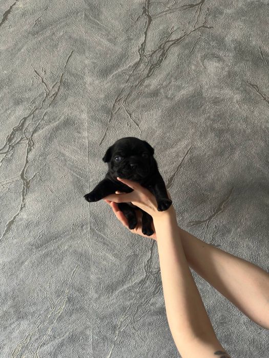 французский бульдог