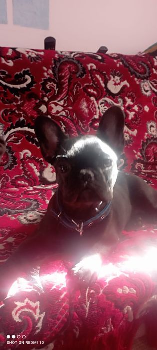 Продам французского бульдога