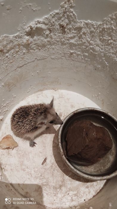 Срочно продам ушастого ручного ёжика