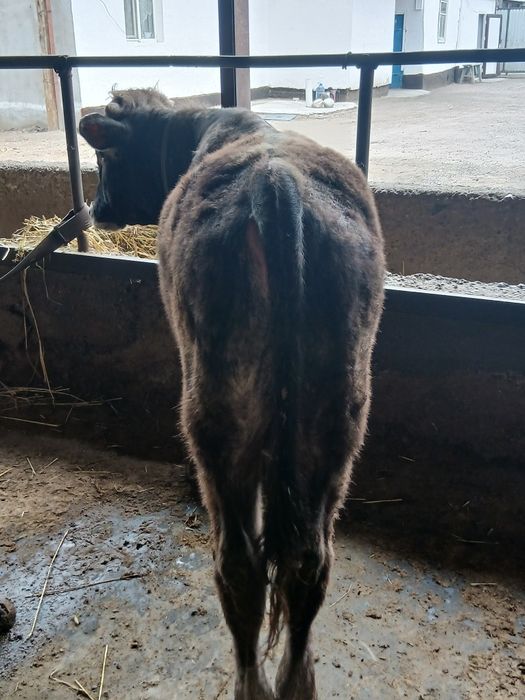 Продам бычка срочно