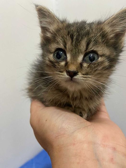 Отдам котят в добрые руки