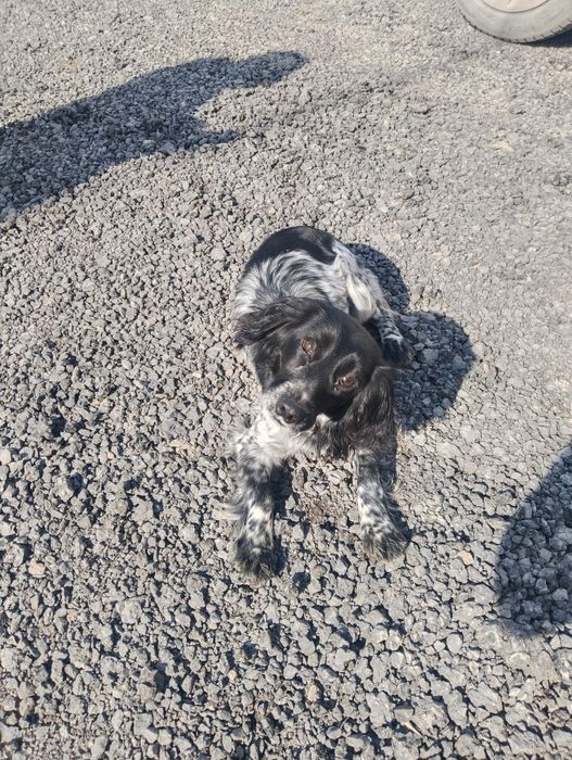 Спаниель 8 айлық