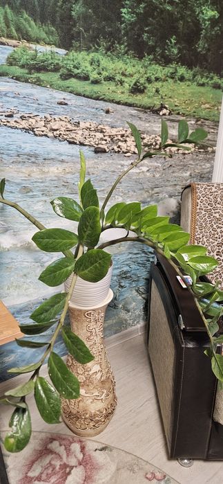 Комнатные растения