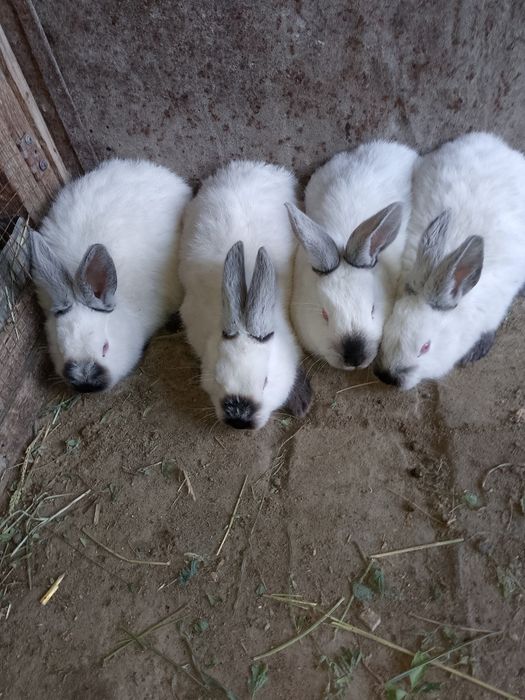 Kaliforniya zotli quyonlar sotiladi Калифор куйон сотилади