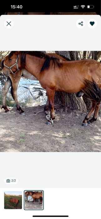 Жылқы сатылады құнан