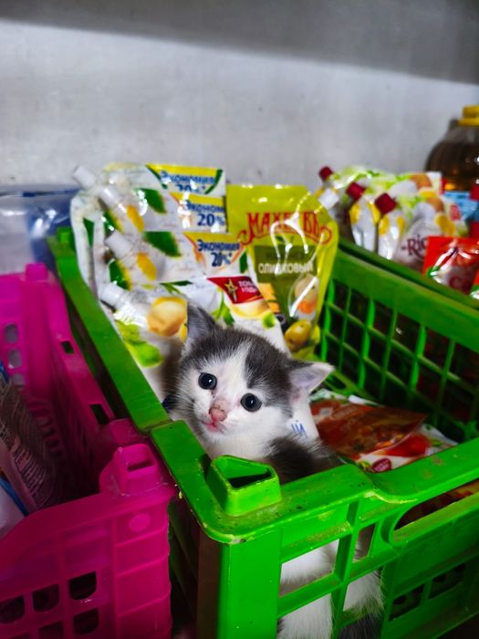 Котенок в добрые руки.