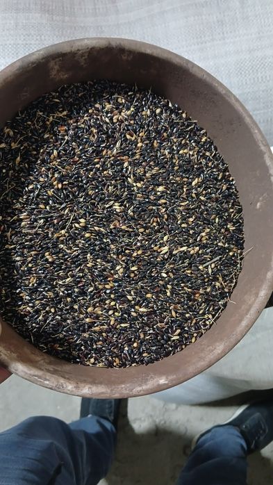 Sudanka urugi sotiladi